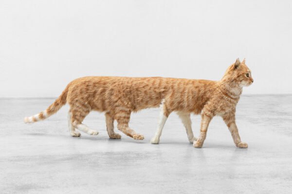 Eva & Franco Mattes, Panorama Cat, 2022. Taxidermy cat, 34 × 96 × 17 cm. Courtesy the artists and APALAZZOGALLERY